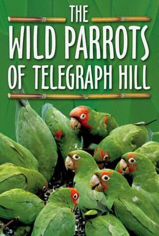 The Wild Parrots Of Telegraph Hill (2005) Main Poster