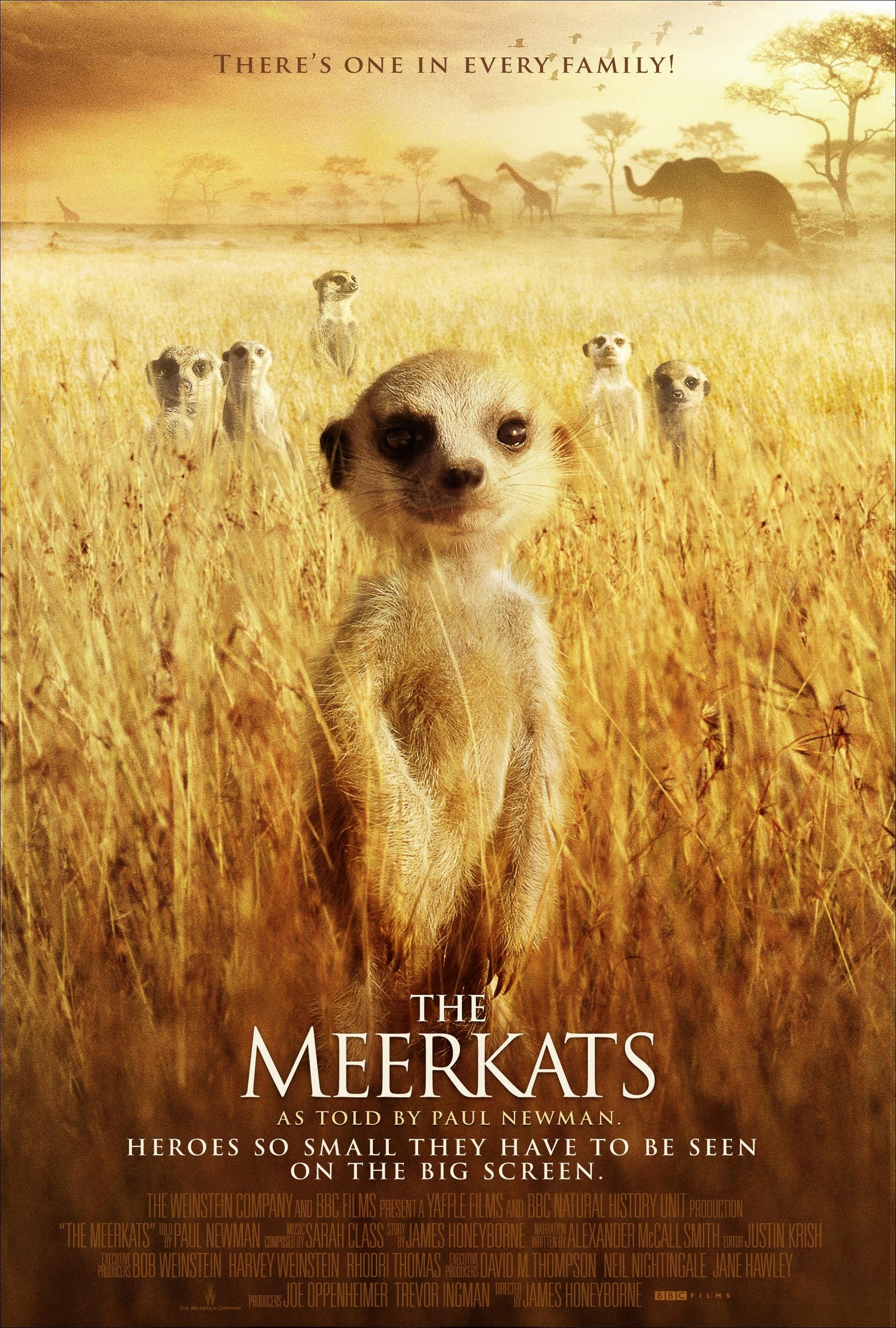 The Meerkats Main Poster